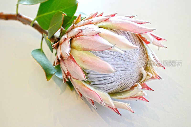 国王Protea -野花特写